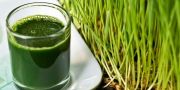 Jus wheatgrass, dipercaya bisa melunturkan lemak