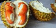 Ekspor ke Singapura, durian merah Banyuwangi dibanderol Rp 400.000 per 2 kg