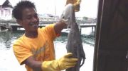 Gurita Simeulue dipasarkan ke Medan