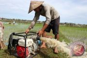 Ribuan hektare sawah di Aceh Barat Daya terancam gagal tanam padi