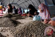 Aceh bidik negara Skandinavia untuk perluas pasar kopi Gayo