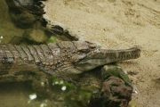 Banyak muncul buaya, nelayan Aceh Singkil ketakutan