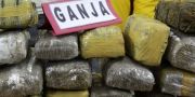 Aparat polisi dan TNI di Aceh sita 632 kg ganja kering dari barak Gampong Paru