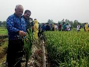 Dirjen: Aceh Harus Jadi Daerah Swasembada Pangan