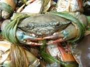 Kopemas Aceh berambisi ekspor kepiting soka