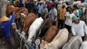 Aceh Besar target penambahan ternak sapi 10 ribu ekor pertahun