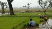 Sawah modern di Aceh Jaya hasilkan 6-7 ton per hektare