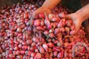 Harga bawang merah di Banda Aceh terus merangkak naik