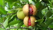 Produktivitas turun, petani pala Aceh Selatan rugi Rp1 miliar/bulan