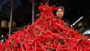 Harga cabe merah di Banda Aceh terus bergerak naik