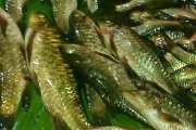 DKP Aceh : Ribuan ikan Kerling mati akibat keracunan