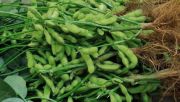 Upaya Kementan genjot produksi pangan
