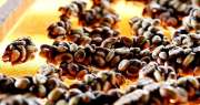 Setelah Harrods berkunjung ke Aceh, kopi luwak bisa dijual lagi di London