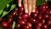 Kopi Gayo akan masuk pasar Eropa