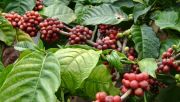 Petani tahan suplai, ekspor kopi Sumatera turun 36%