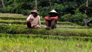 Sektor pertanian dalam kondisi menyedihkan
