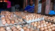 Harga telur ayam di Banda Aceh 'meroket'