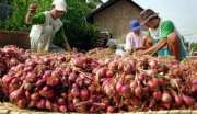 DBMI: Jangan jadikan petani tumbal penyebab inflasi