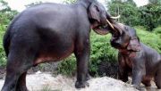 Dalam dua tahun, 31 gajah sumatera di Aceh ditemukan mati