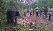 Populasi gajah di Aceh terancam punah