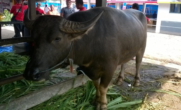 Sapi lumpur penjantan salah satu kontestan pada expo ternak 2014 di Aceh Besar